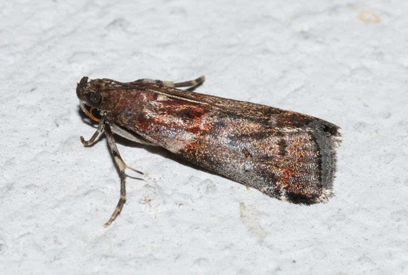 Acrobasis suavella?